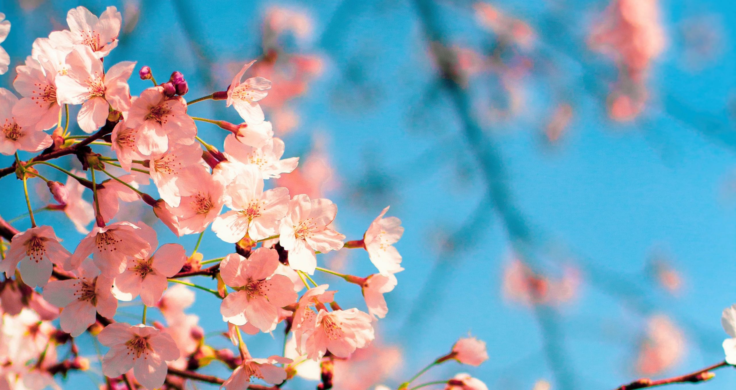 „HANAMI“ Kirschblütenkonzert mit Haiku-Lyrik